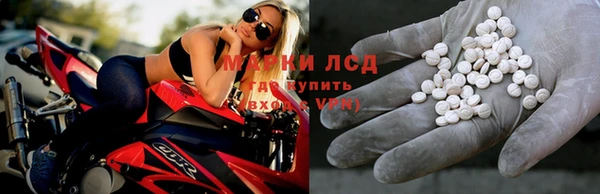 хмурый Аркадак
