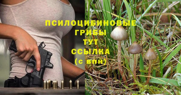 хмурый Аркадак